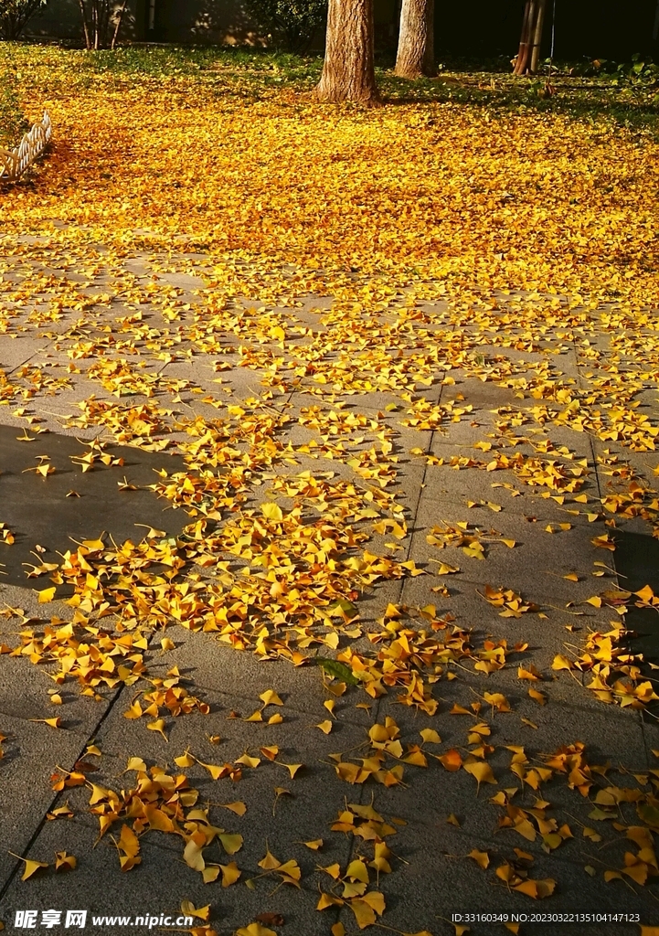 秋天落叶