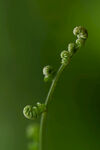 蕨菜