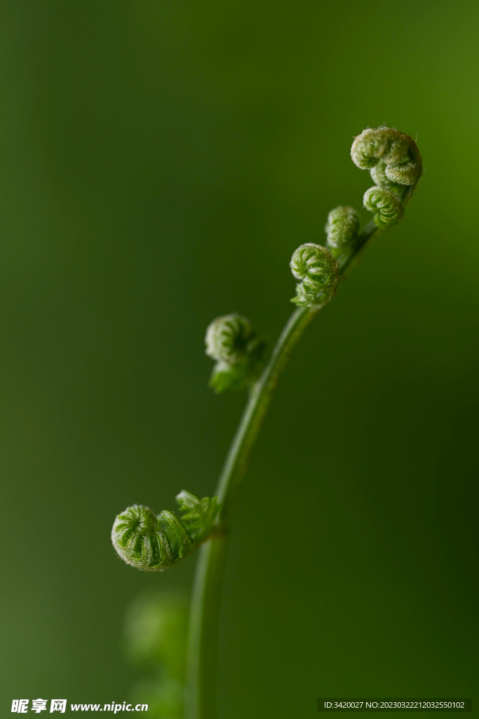 蕨菜