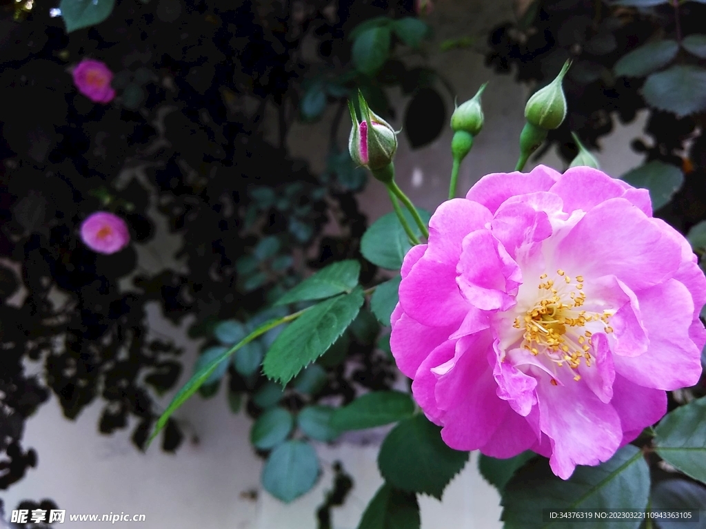 月季花