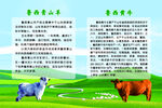 牛羊