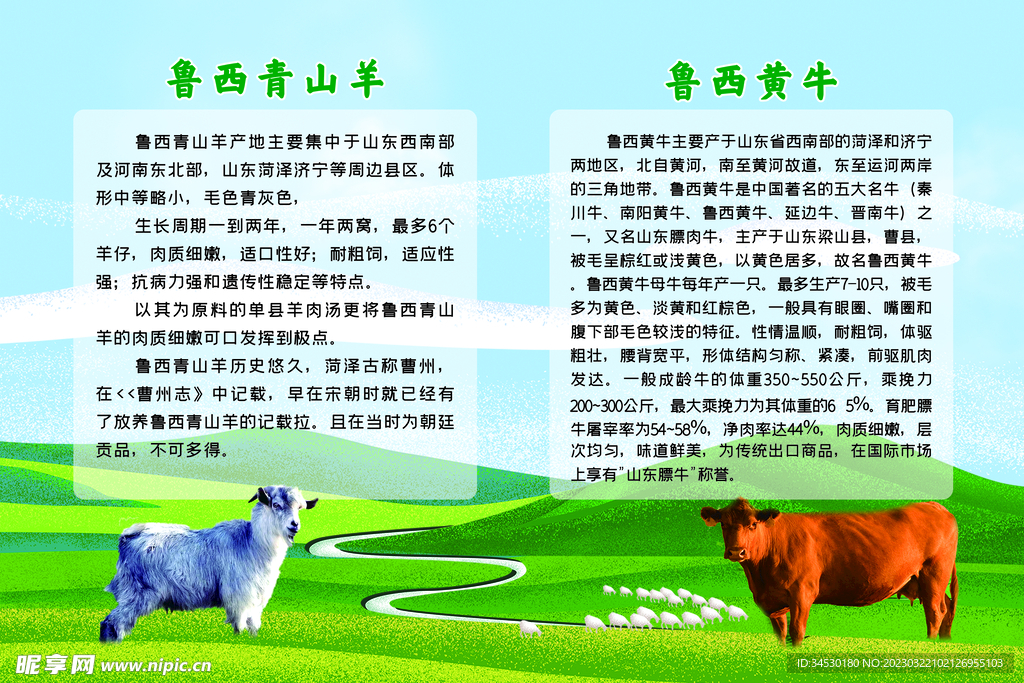 牛羊