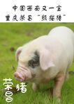 猪