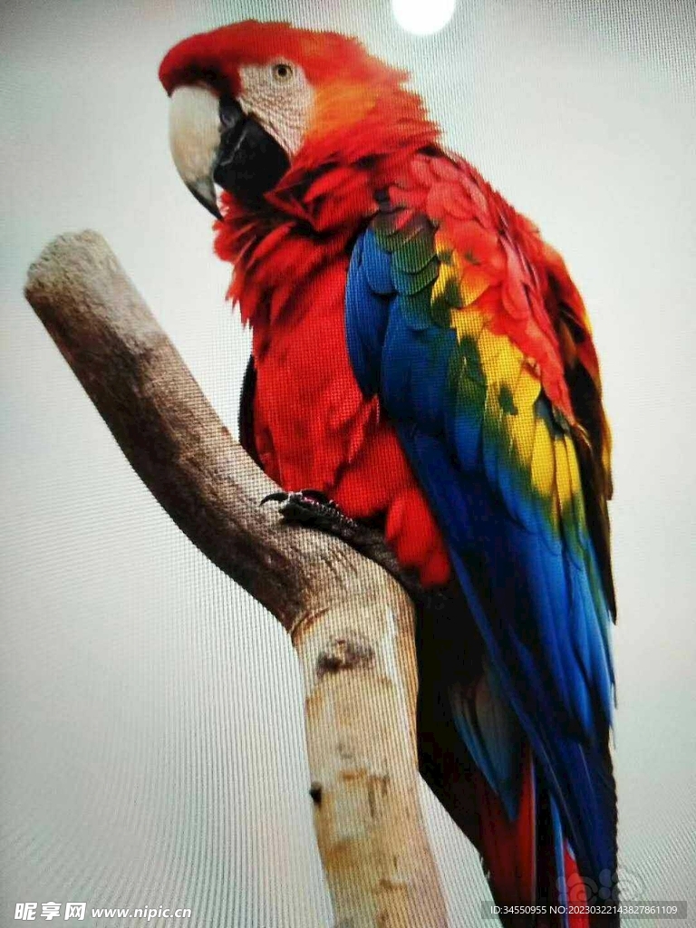 鹦鹉