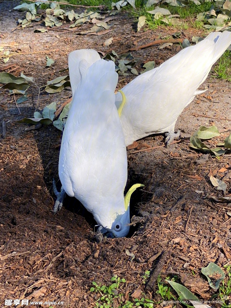 鹦鹉