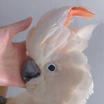 鹦鹉