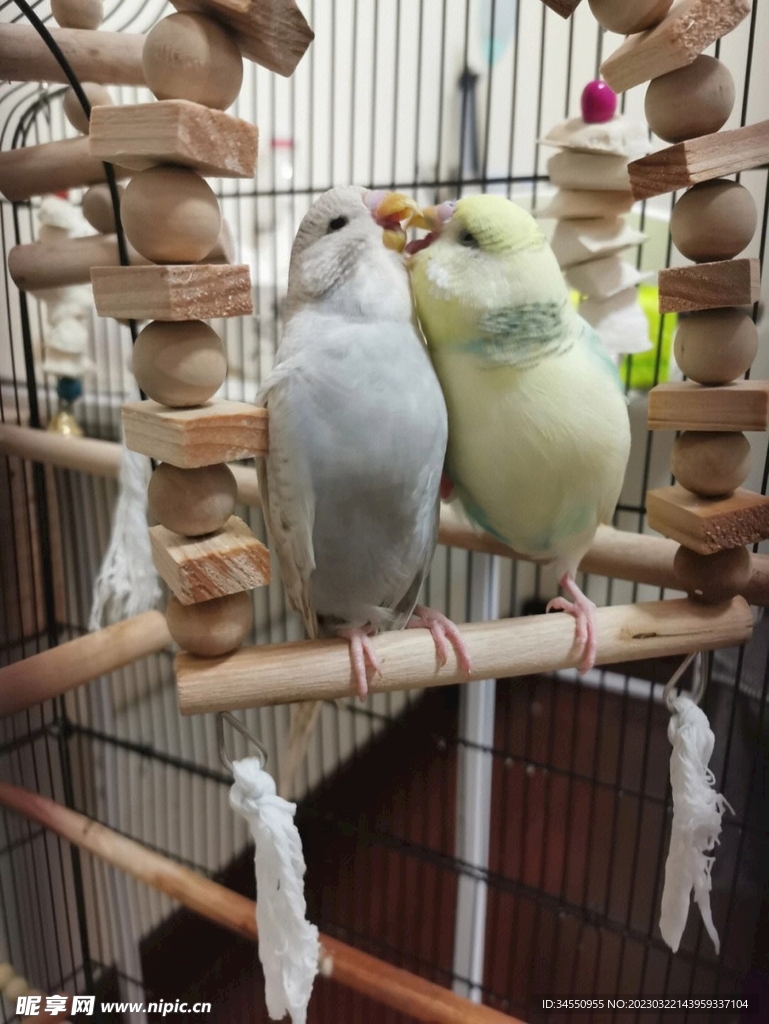 鹦鹉