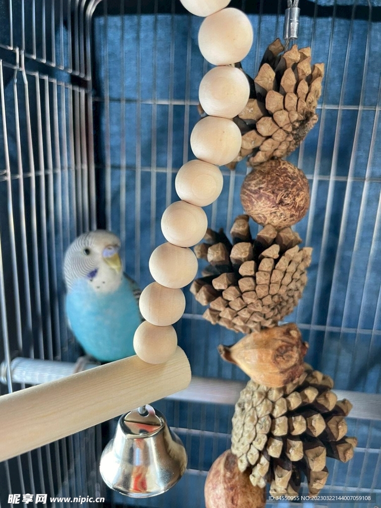 鹦鹉