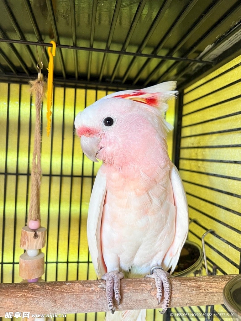 鹦鹉