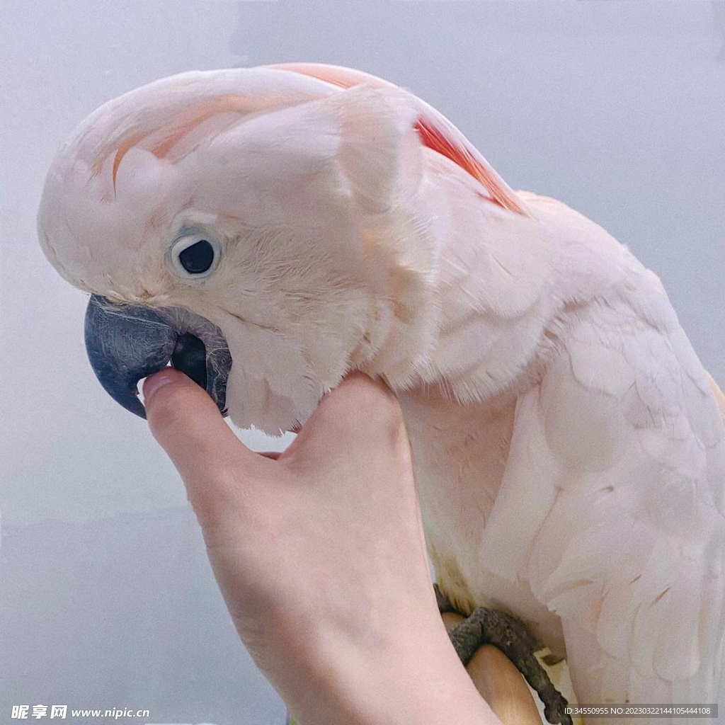 鹦鹉