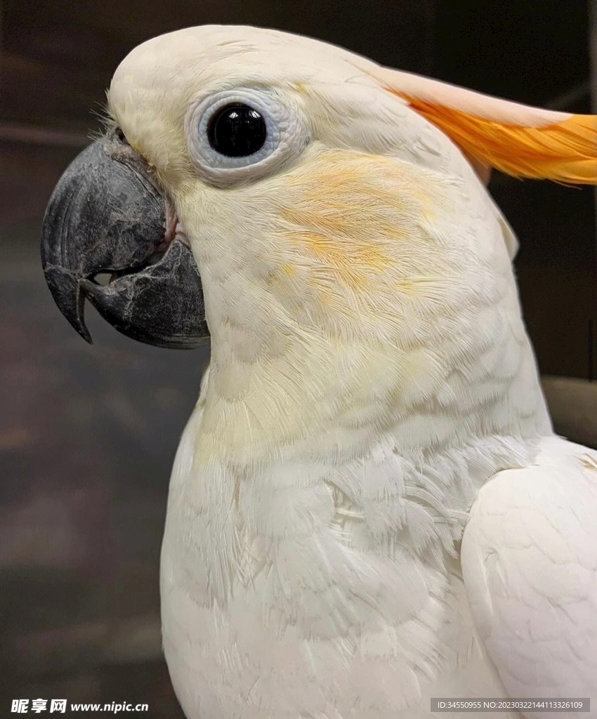 鹦鹉