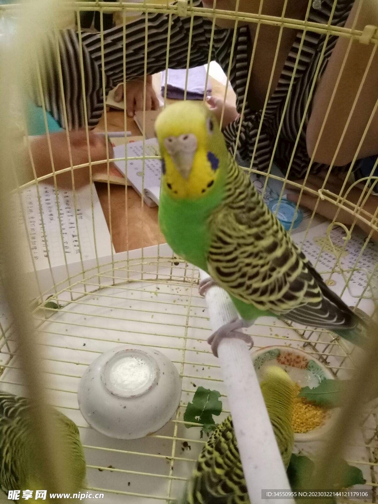 鹦鹉