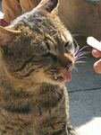 猫咪吐舌