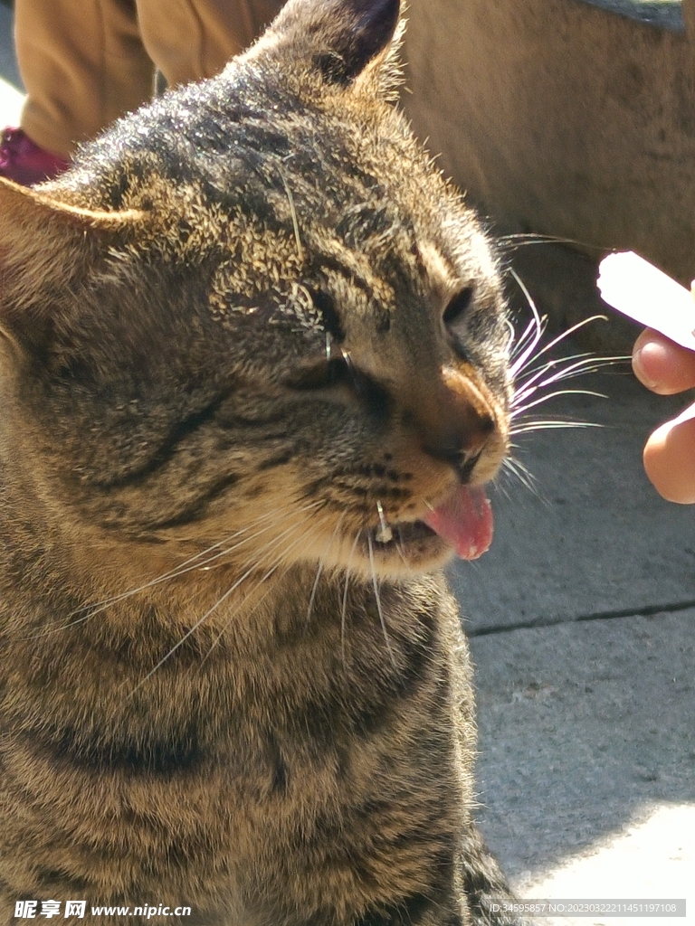 猫咪吐舌