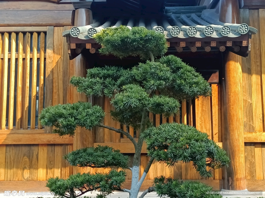 龙华寺树景