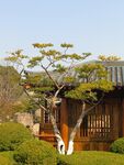龙华寺树景