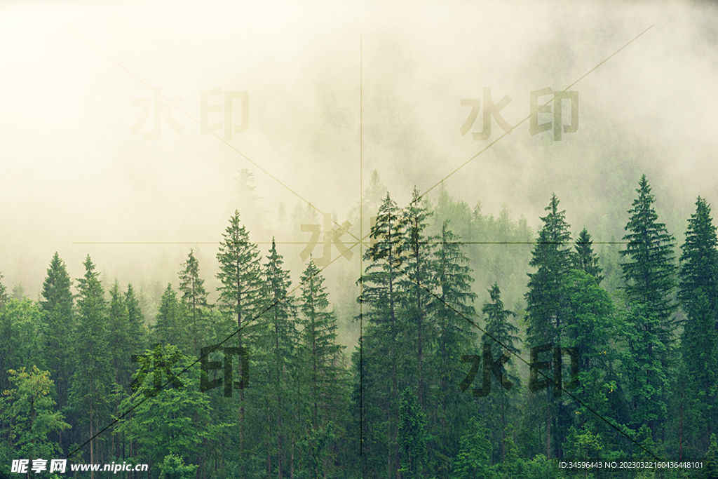 树林背景 高清图