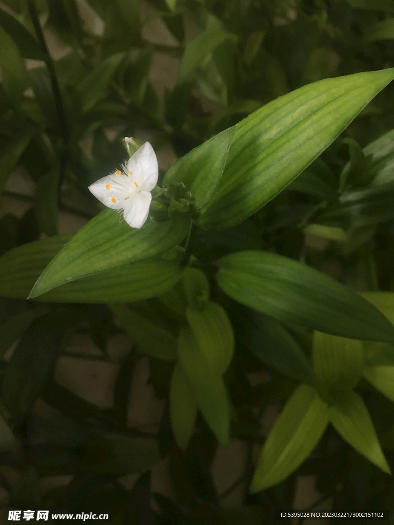 白花紫露草一朵花