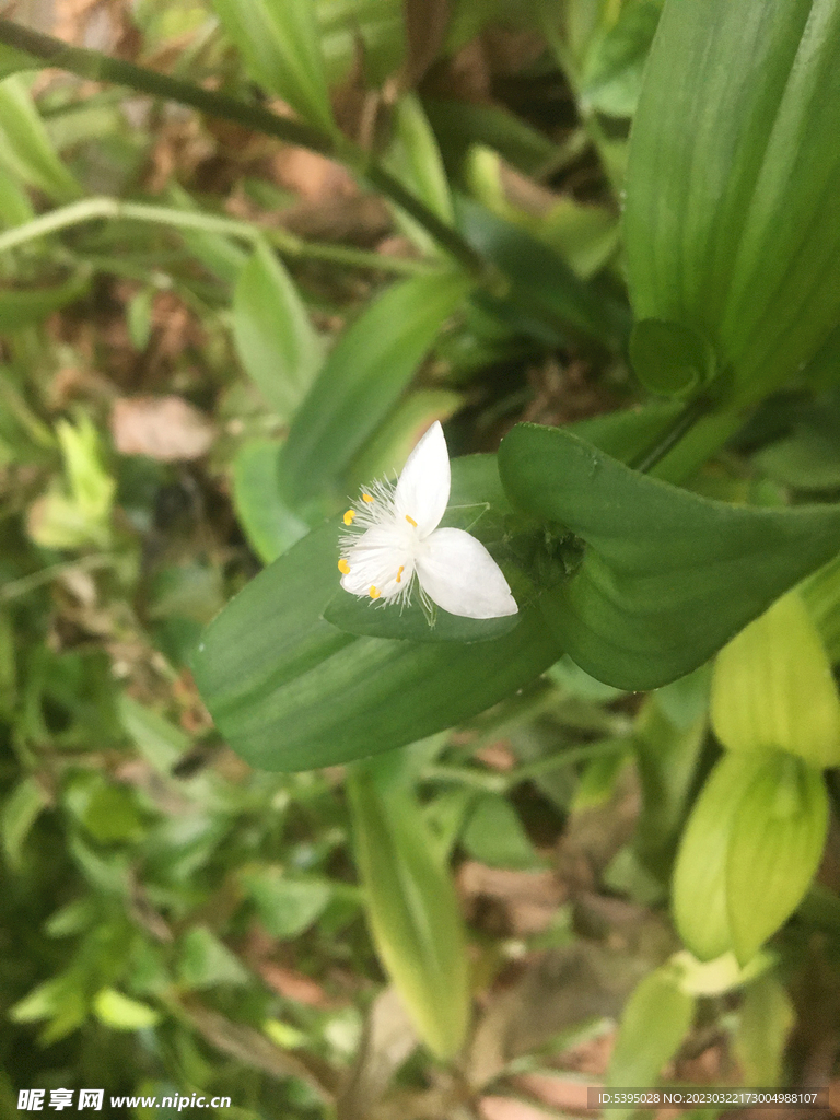 白花紫露草绿叶