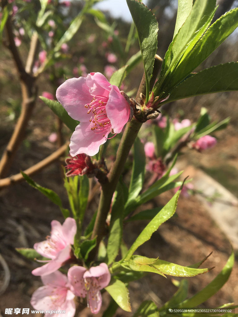 向阳桃花