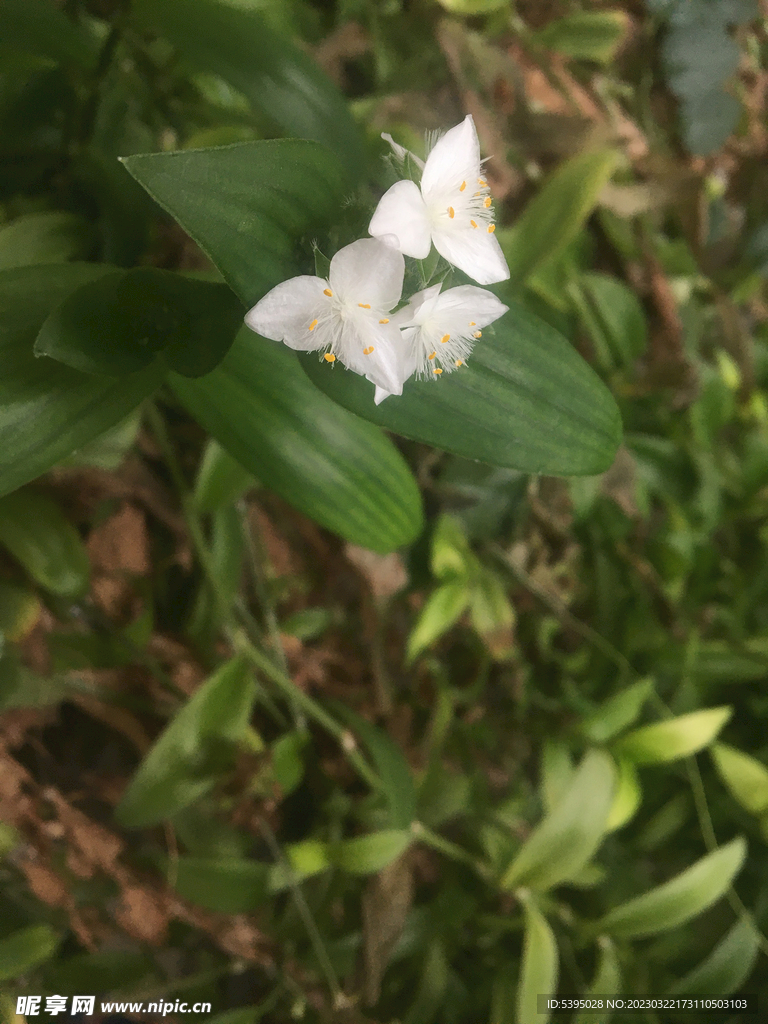 冬花夏草微距