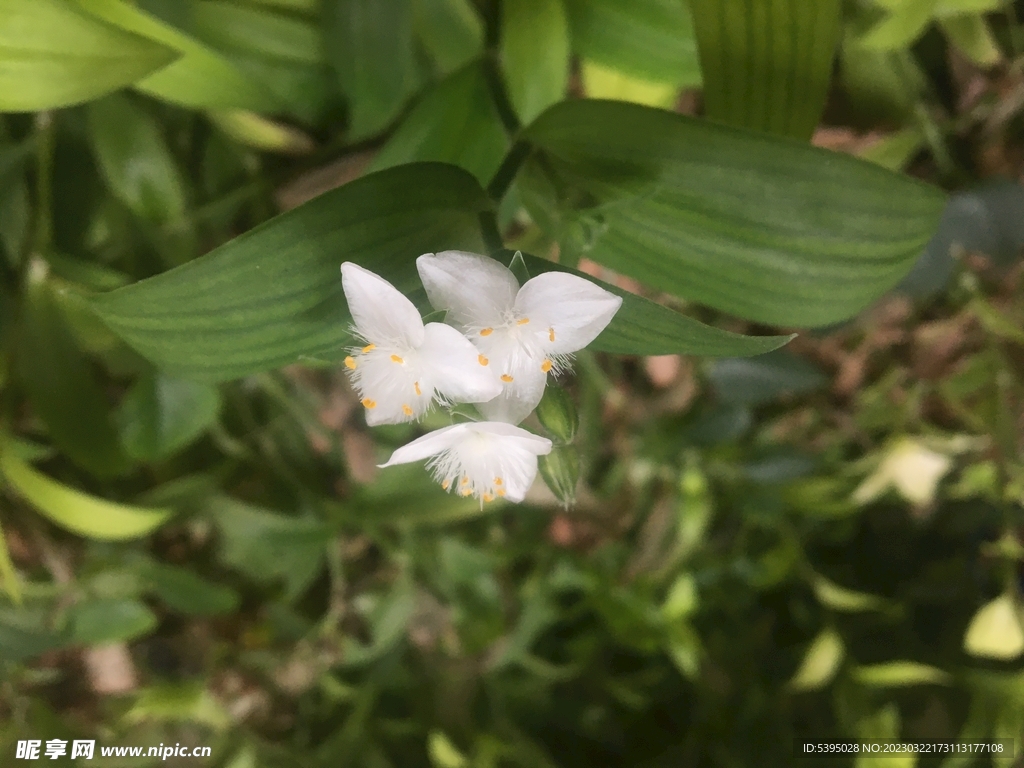 冬花夏草3朵花