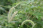 野生藤蔓植物
