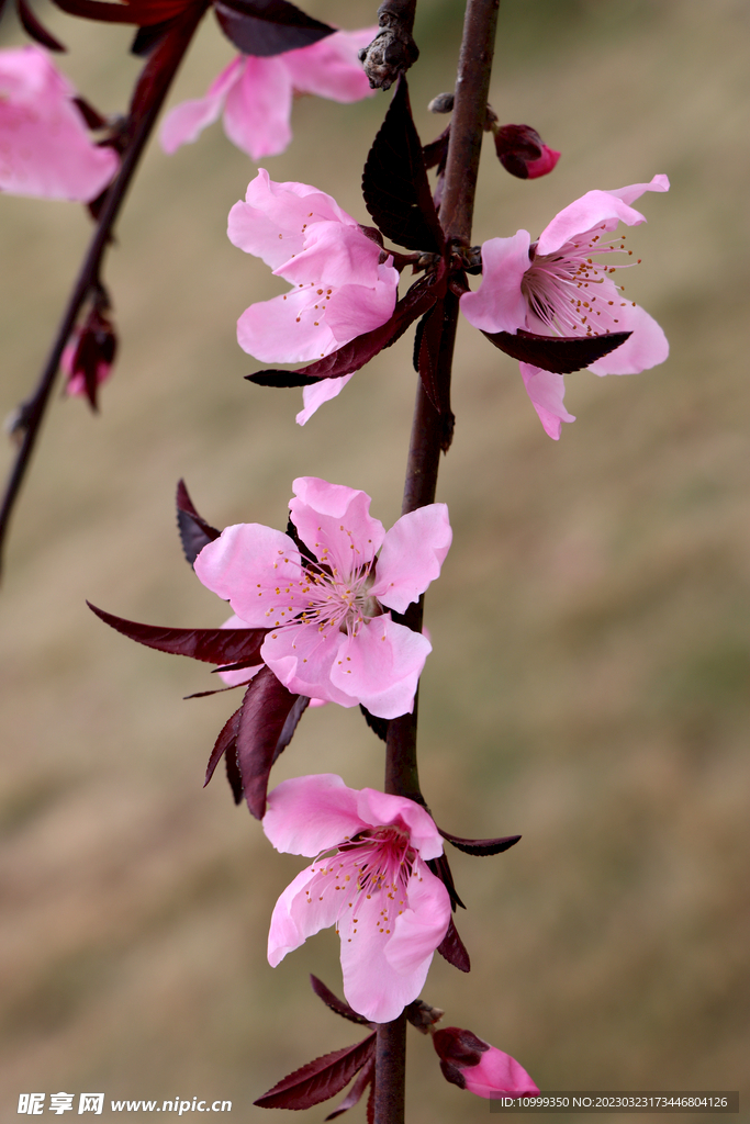 桃花