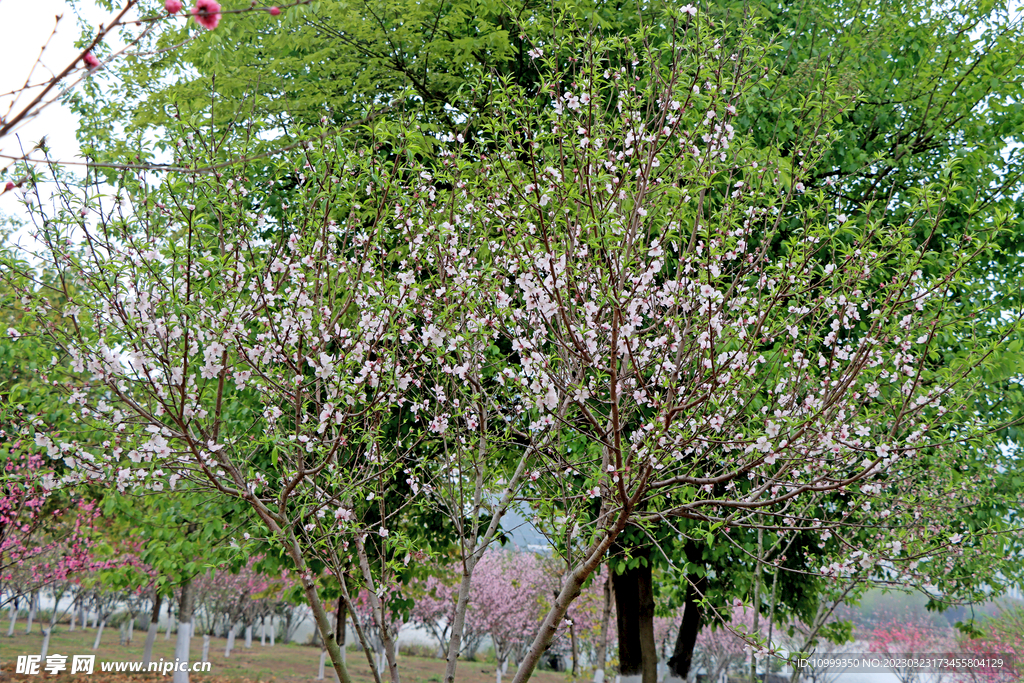 白色桃花盛开