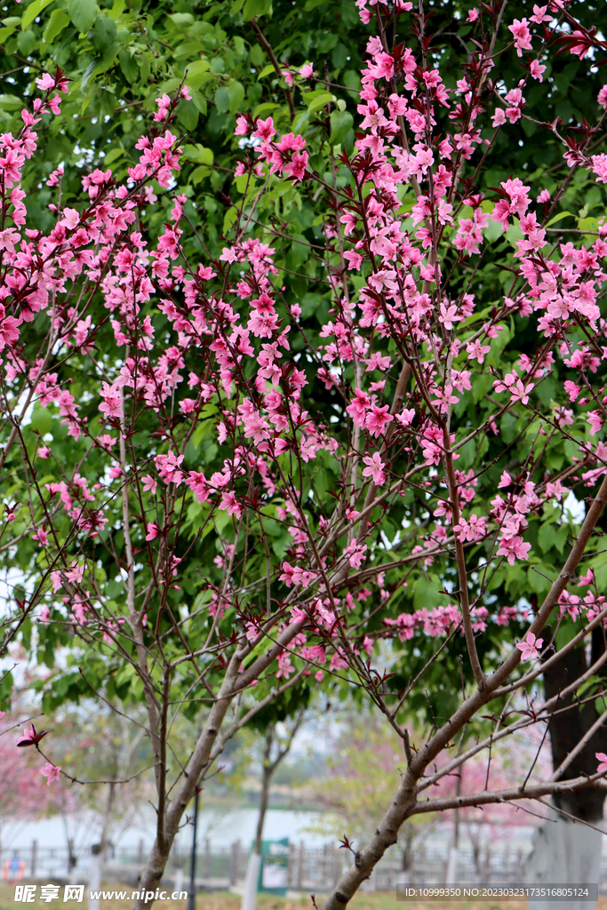 粉色桃花盛开