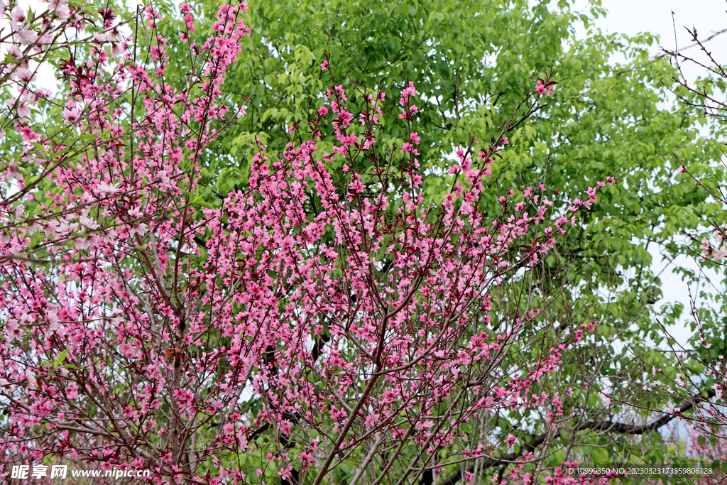 桃花盛开