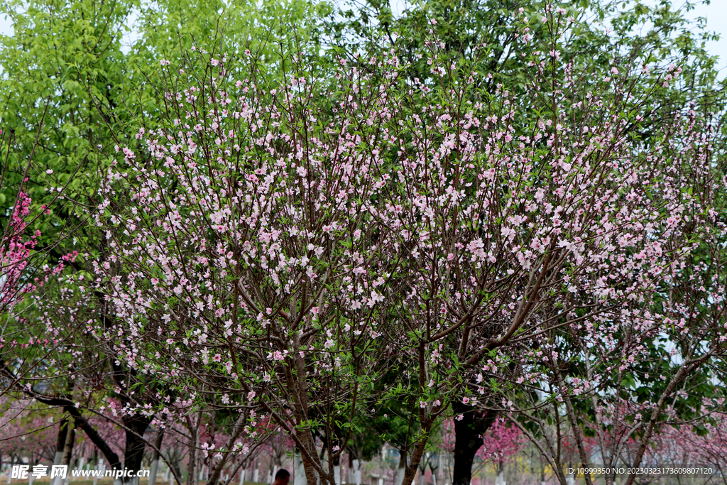 桃花盛开