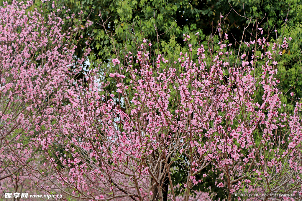 桃花盛开