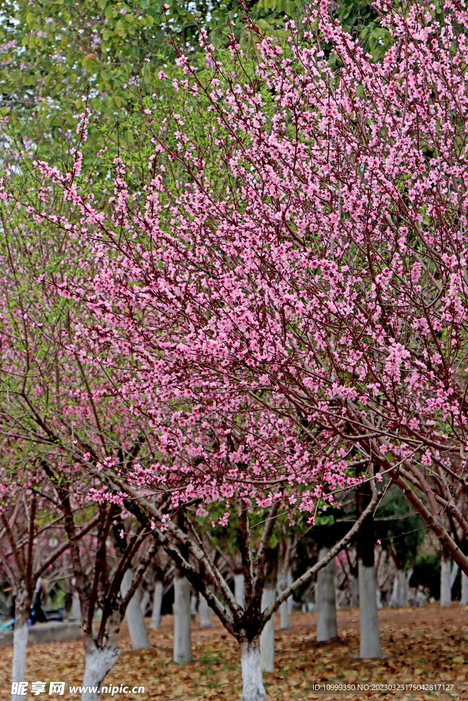 桃花盛开