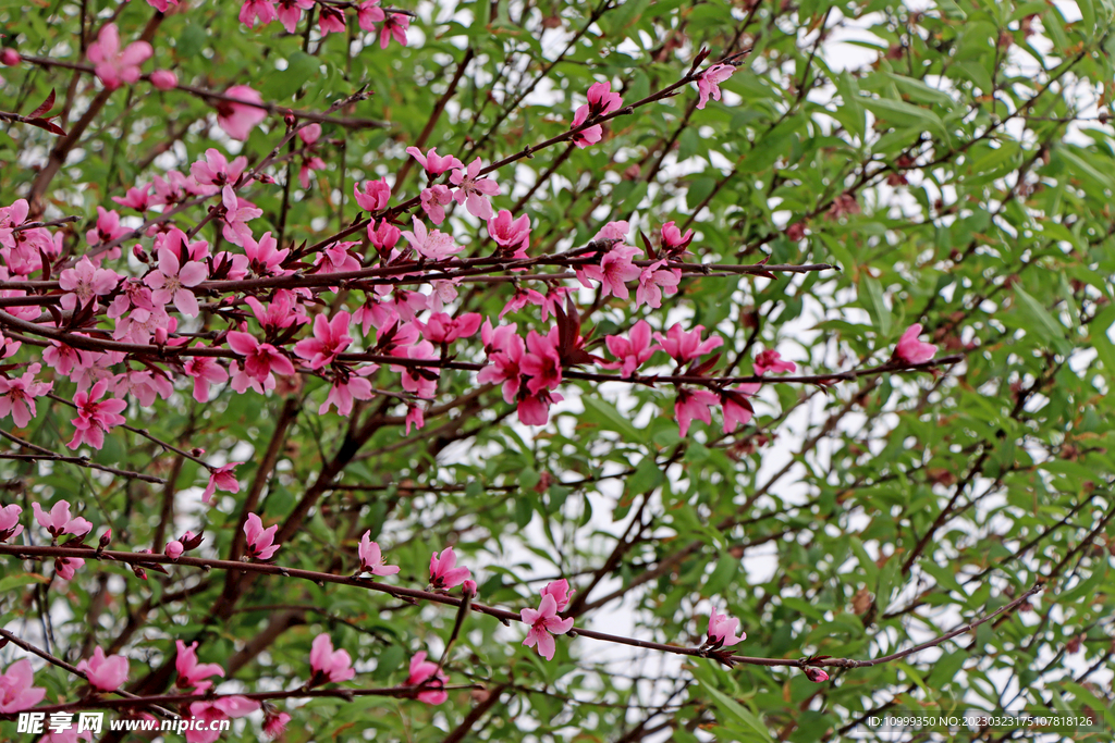 桃花盛开