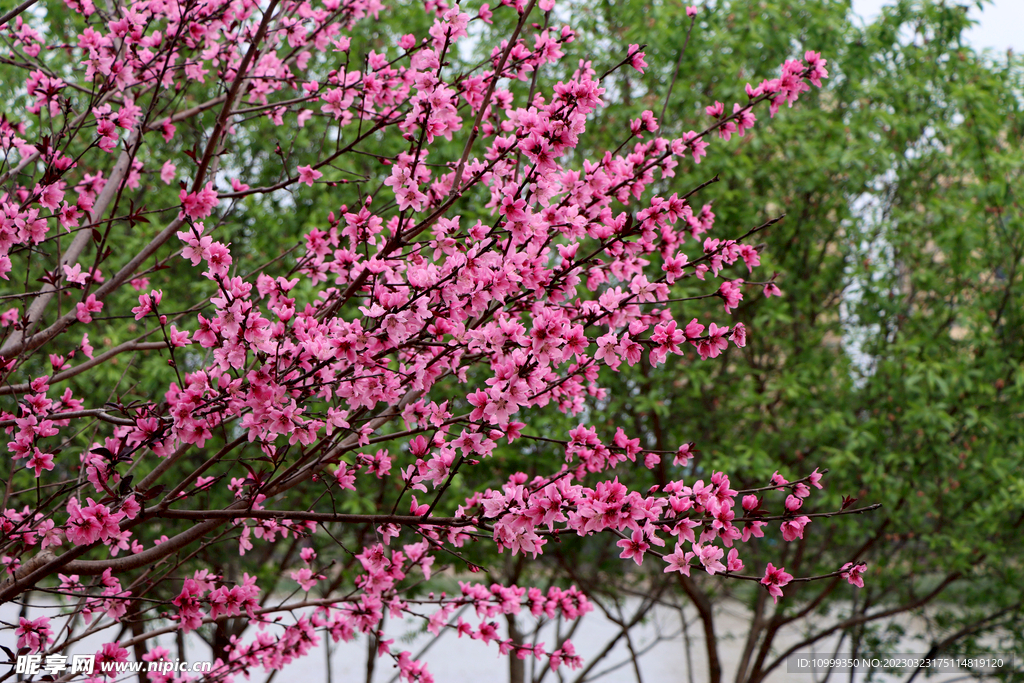 桃花盛开