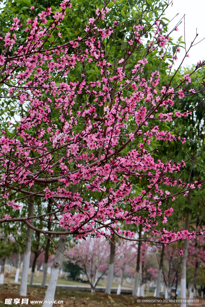 桃花盛开