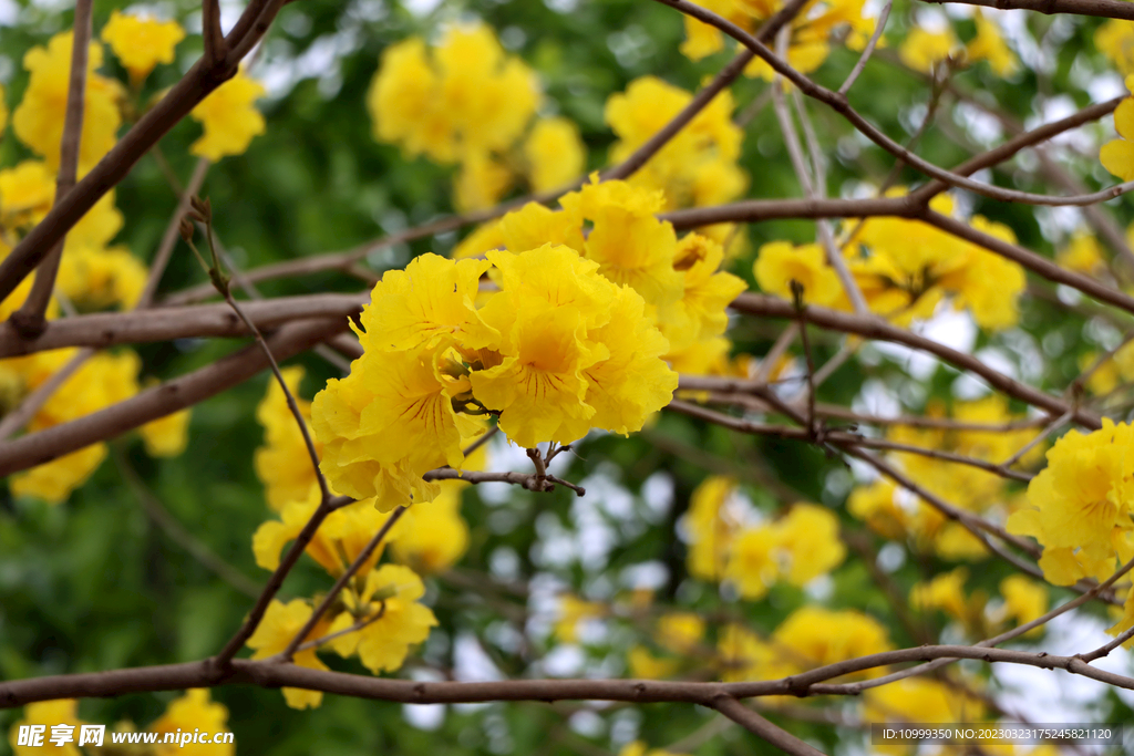 风铃花