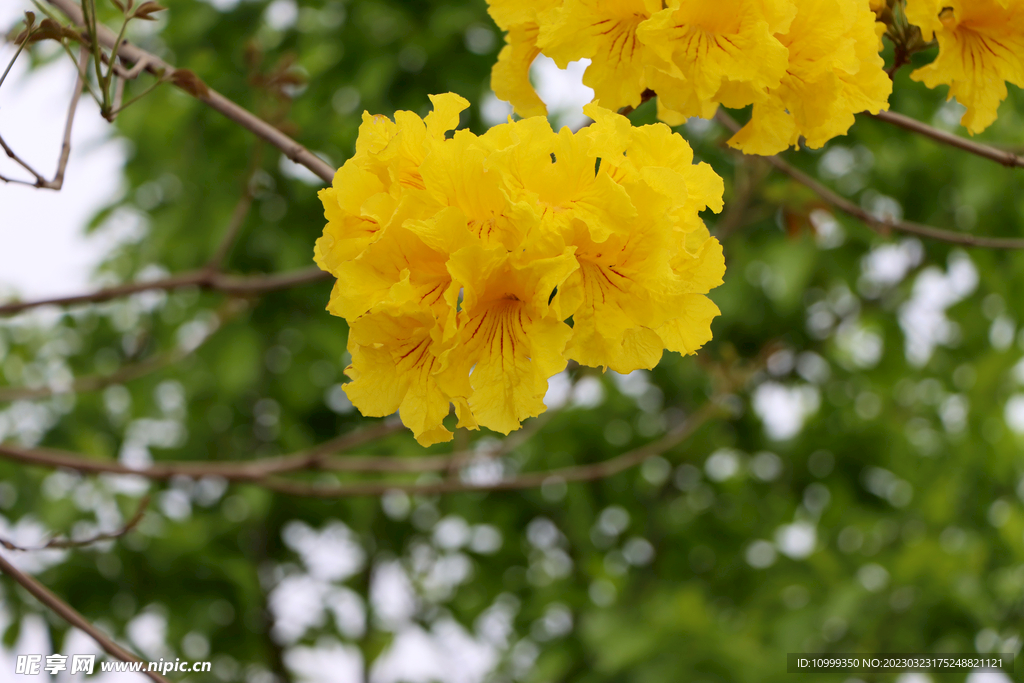 风铃花