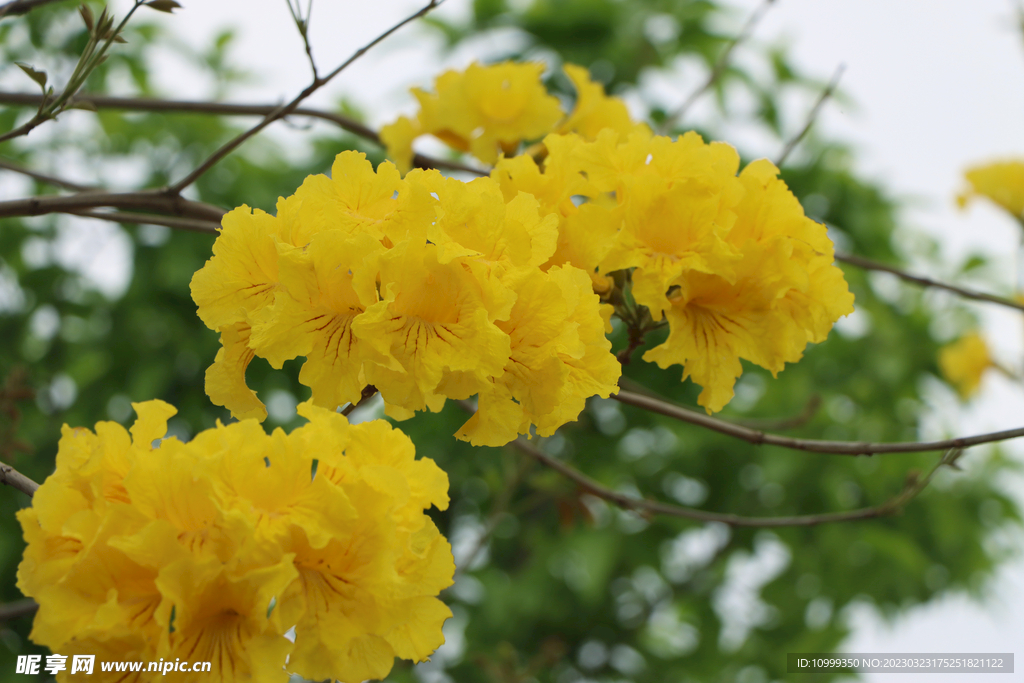 风铃花