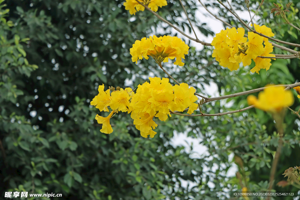 风铃花