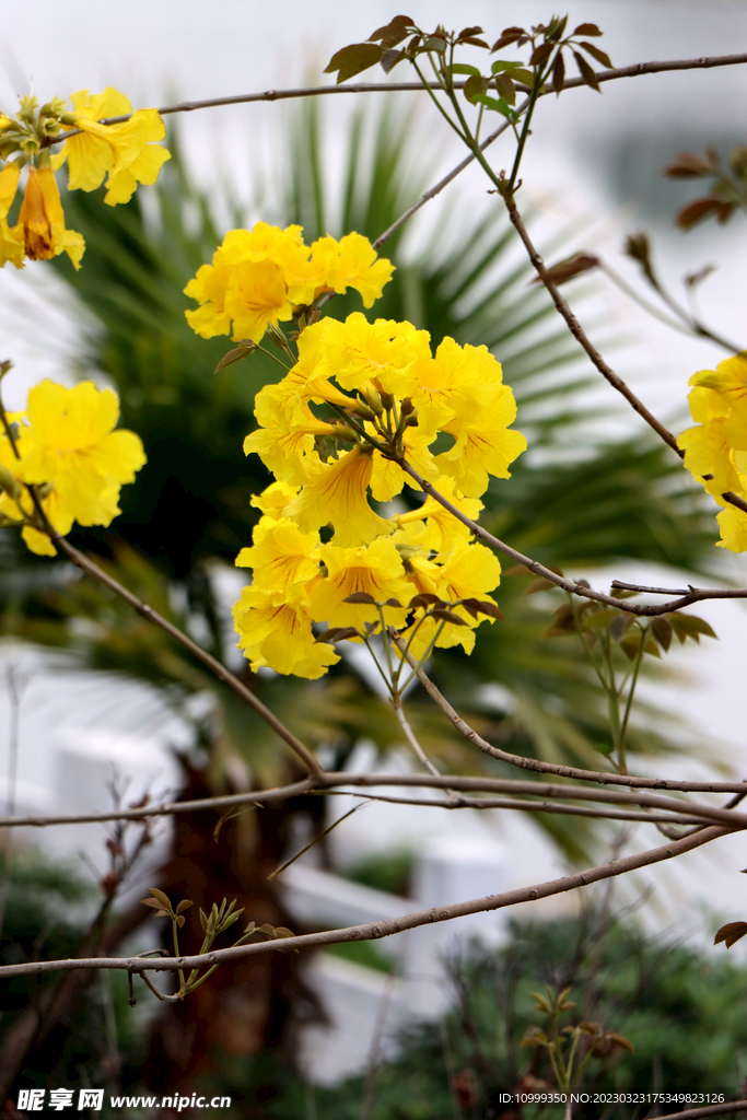 风铃花