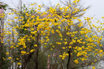 风铃花