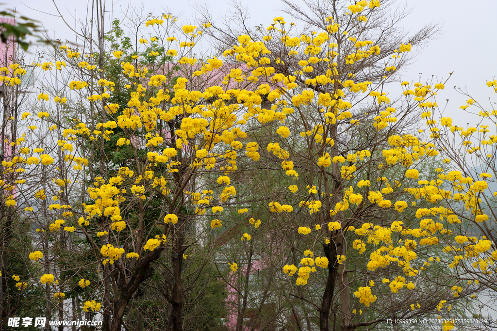 风铃花