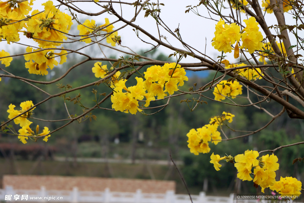 风铃花