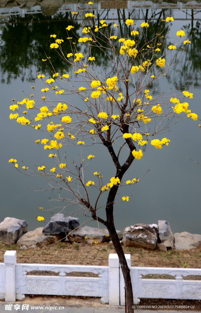 风铃花