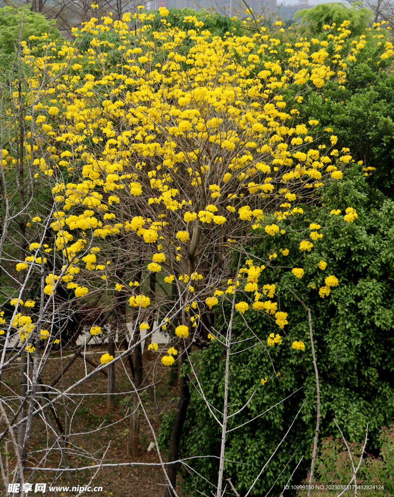 风铃花