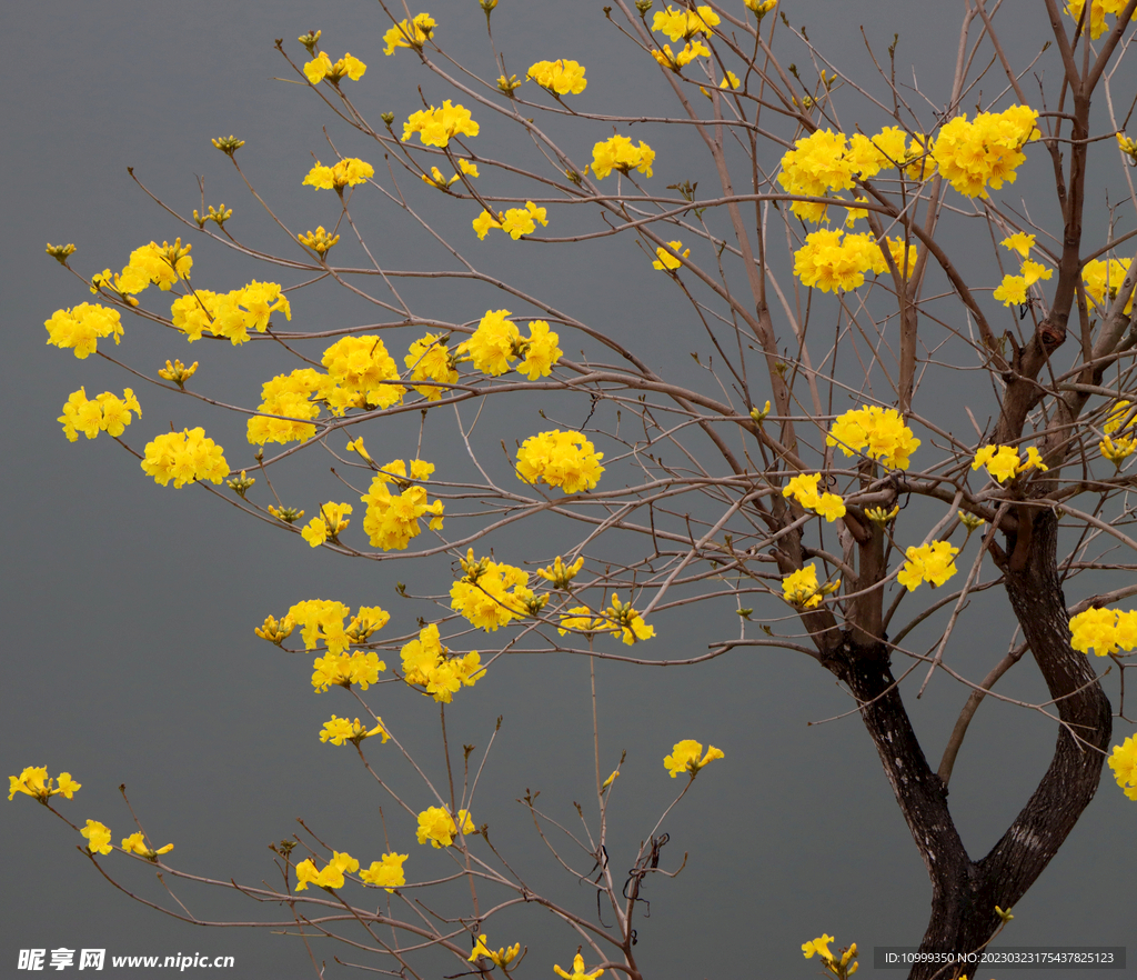 风铃花