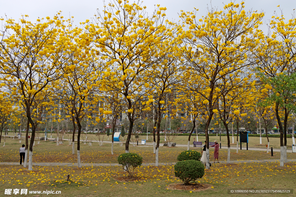 黄风铃花