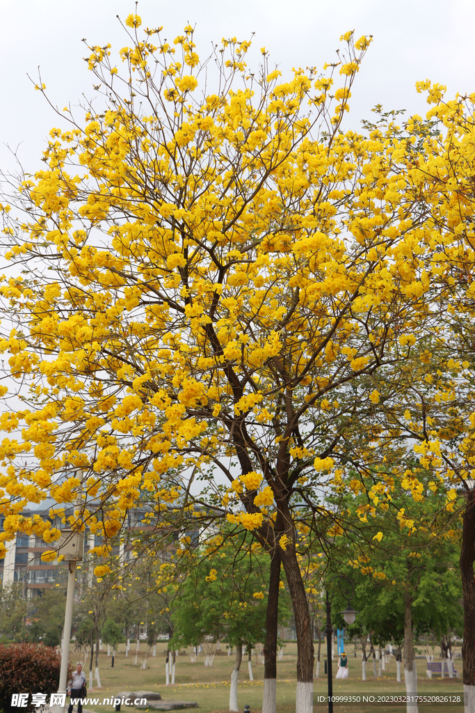 黄风铃花